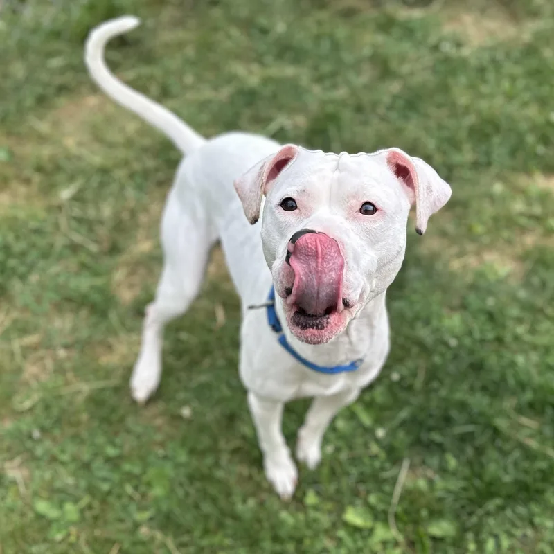 An adult medium-sized male White / Cream Mixed Breed dog named Appa for adoption in Youngstown, OH