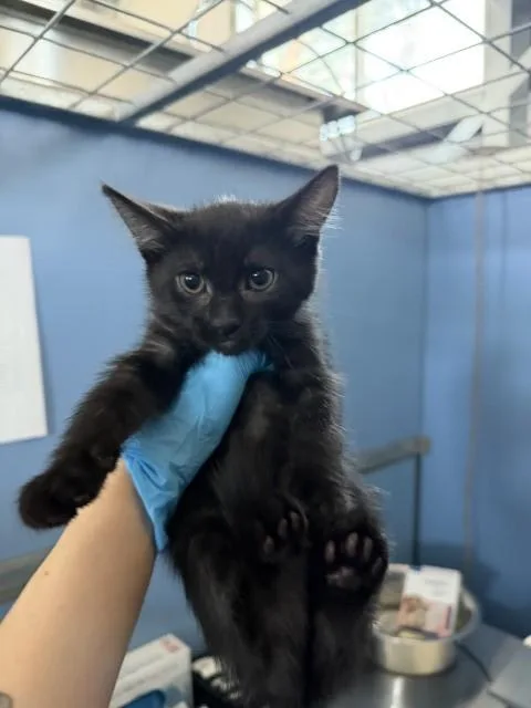 A baby small-sized female Domestic Medium Hair cat named Andrea for adoption in San Bernardino, CA