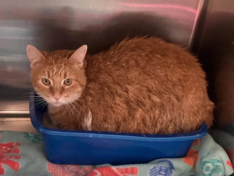 An adult extra large-sized male Domestic Short Hair cat named Pumpkin Orange and for adoption in Mitchell, SD