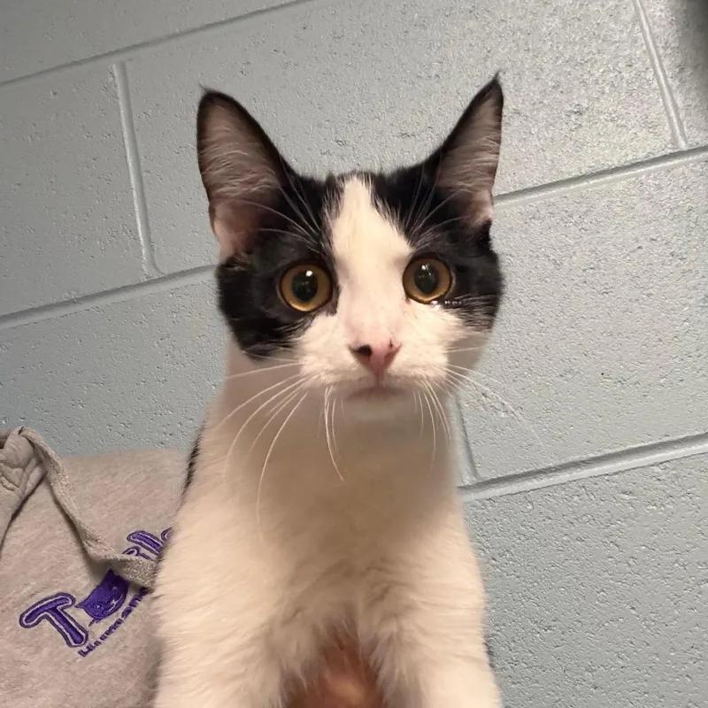A baby medium-sized female White Domestic Short Hair cat named Jelly for adoption in DeKalb, IL