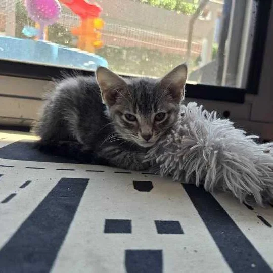 A baby small-sized female Gray / Blue / Silver Domestic Short Hair cat named Beep for adoption in Chicago, IL