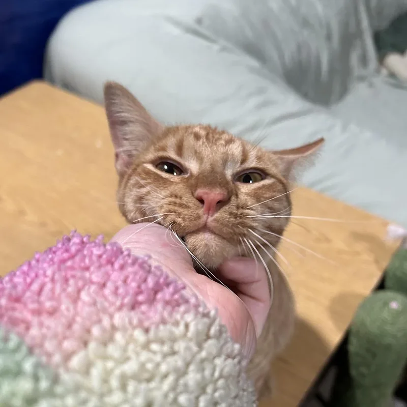 A young medium-sized male Orange / Red American Shorthair cat named Sunny for adoption in Odessa, TX