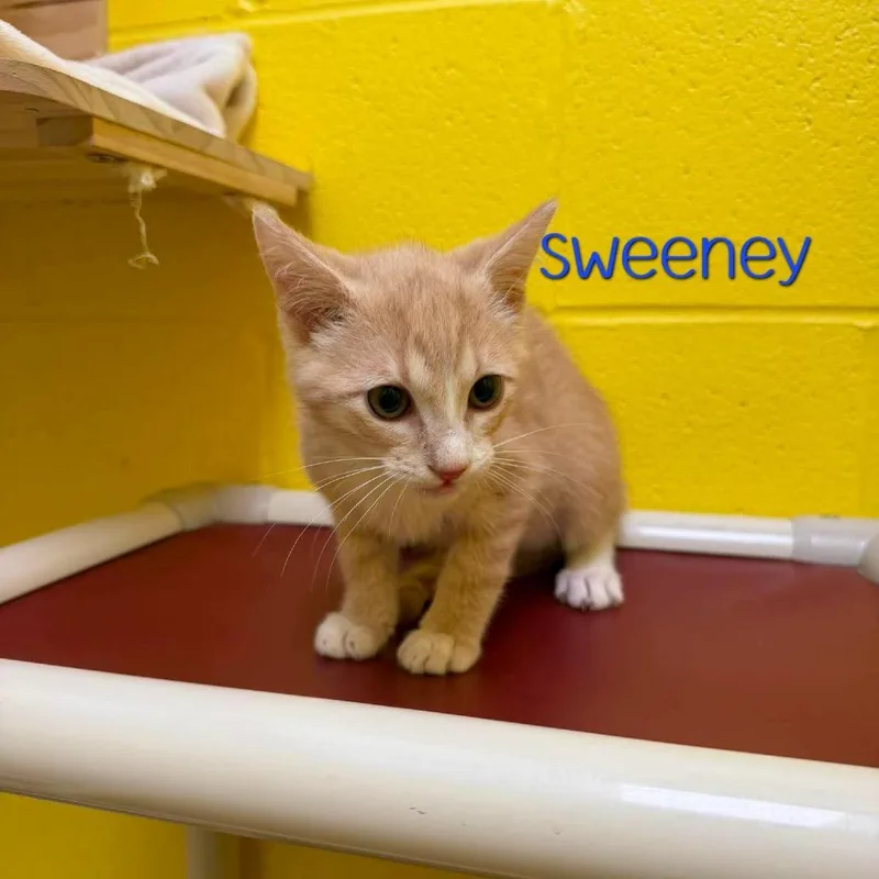 A baby small-sized male Buff / Tan / Fawn Domestic Short Hair cat named Sweeney for adoption in Parkersburg, WV