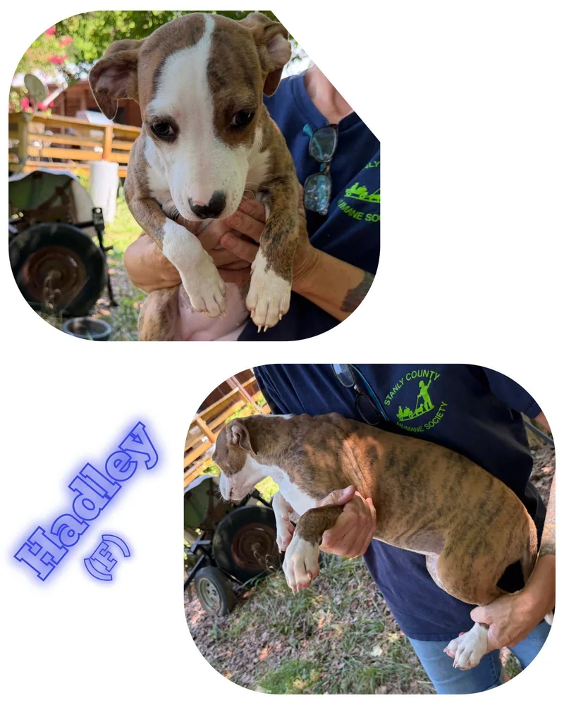 A young medium-sized female Pit Bull Terrier dog named Hadley for adoption in Albemarle, NC