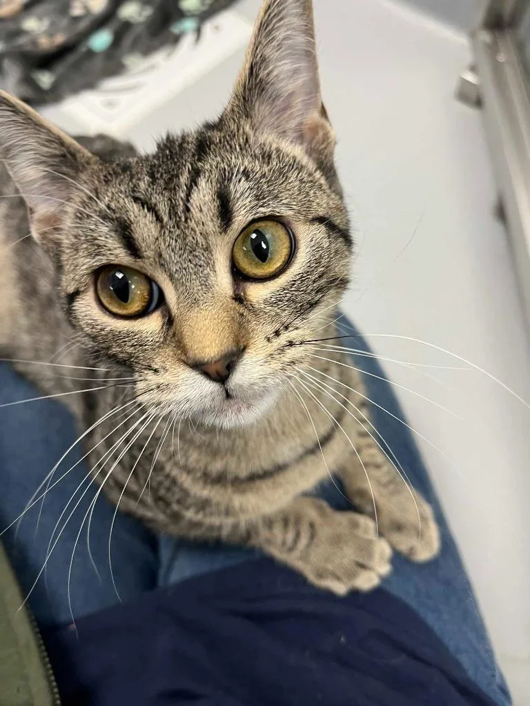 A young medium-sized female Domestic Short Hair cat named Velma for adoption in New Kensington, PA