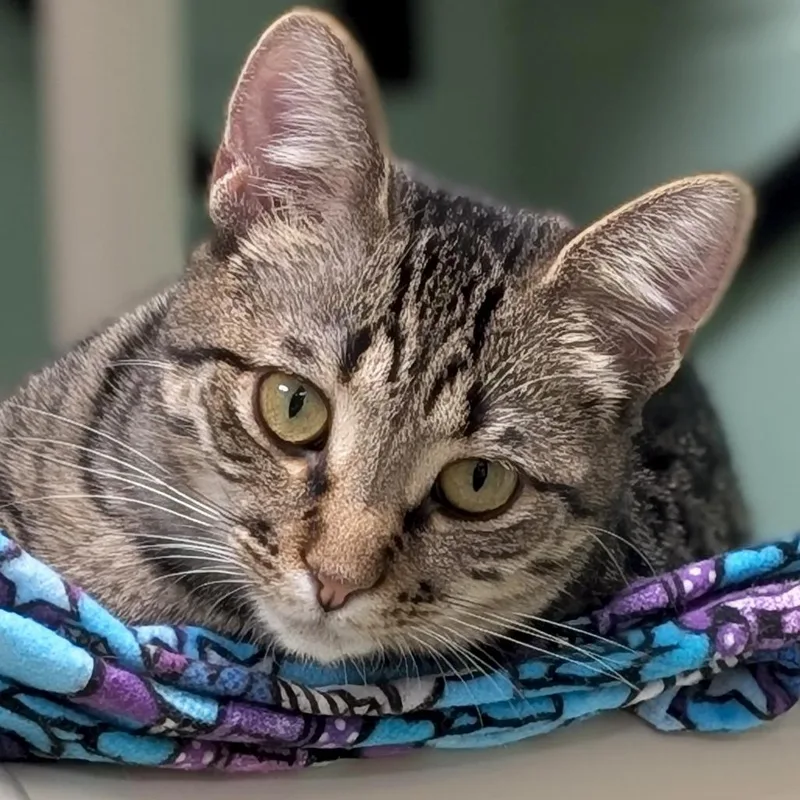 A young medium-sized female Tabby (Brown / Chocolate) Domestic Short Hair cat named Stella  Reduced Fee! for adoption in Jefferson, WI
