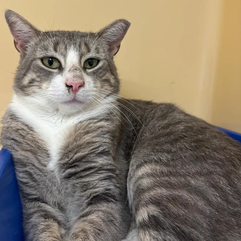 An adult medium-sized male Gray / Blue / Silver Domestic Short Hair cat named Calvin for adoption in East Hanover, NJ