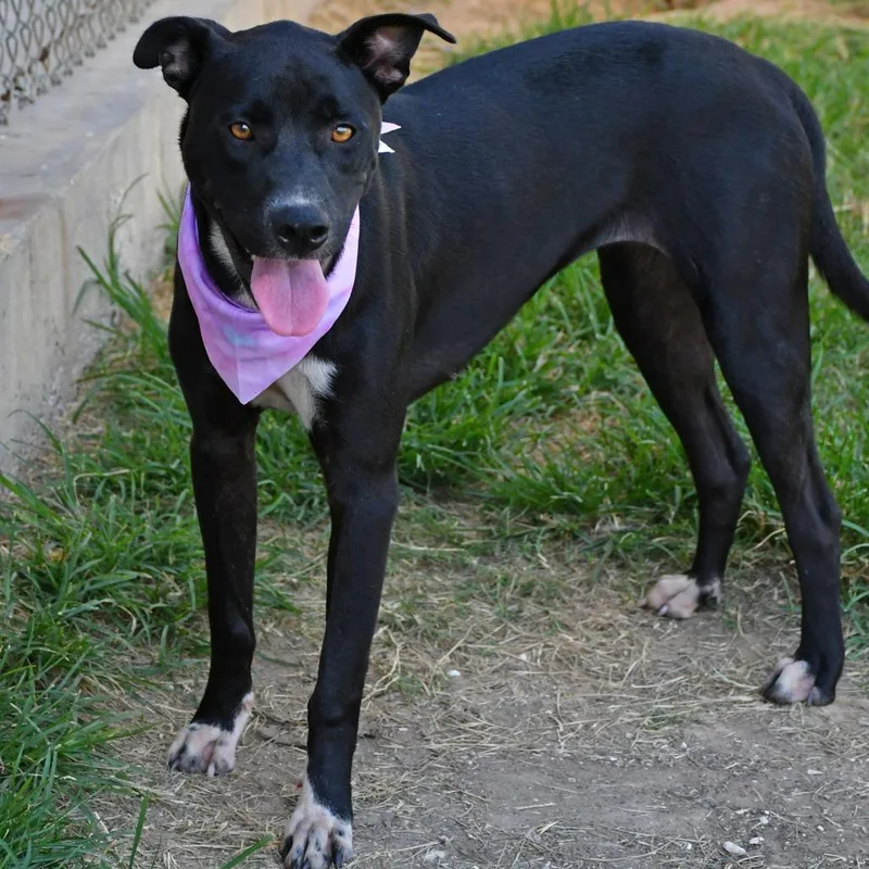 An adult medium-sized female Black Labrador Retriever dog named Junie B for adoption in Beaumont, TX