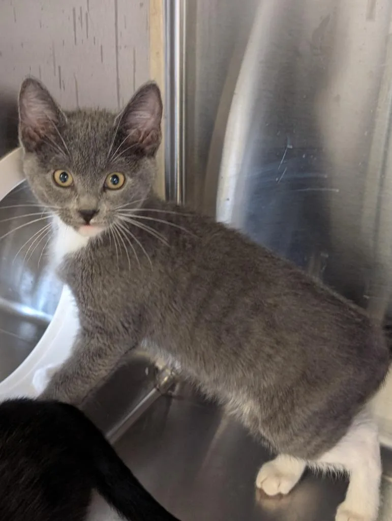 A baby medium-sized male Domestic Short Hair cat named Blue for adoption in Havre, MT