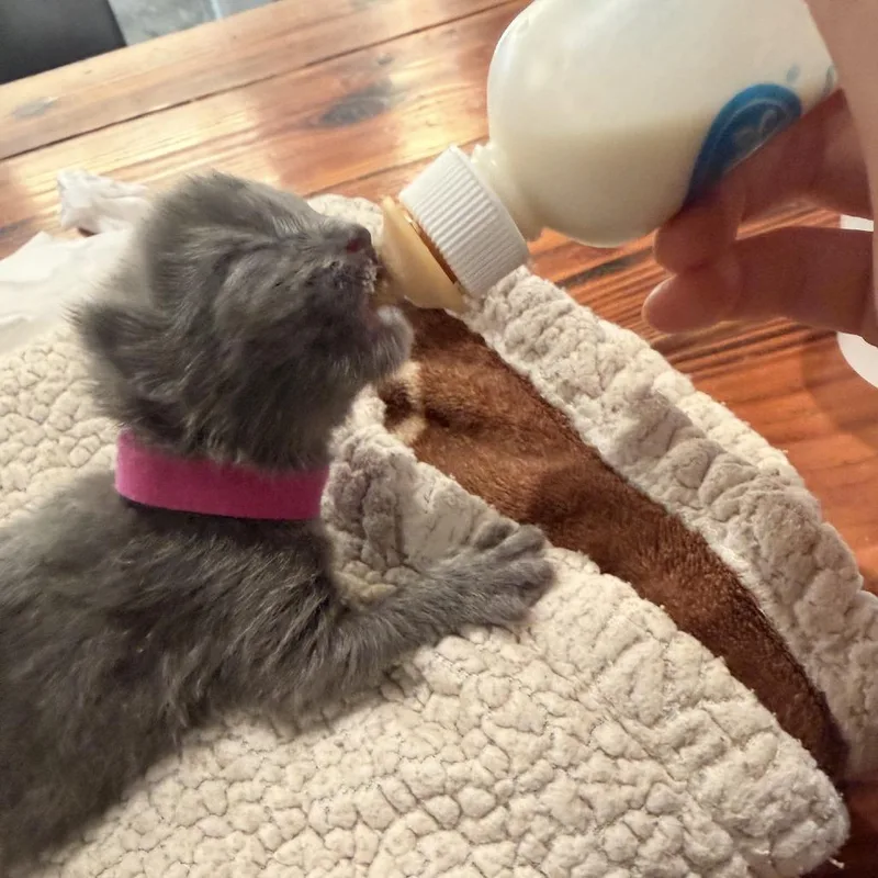Marshmallow thumbnail 4