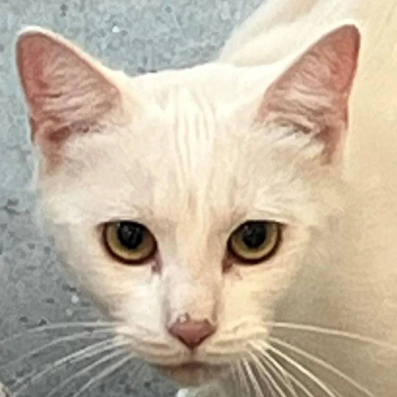 Sooki thumbnail 2