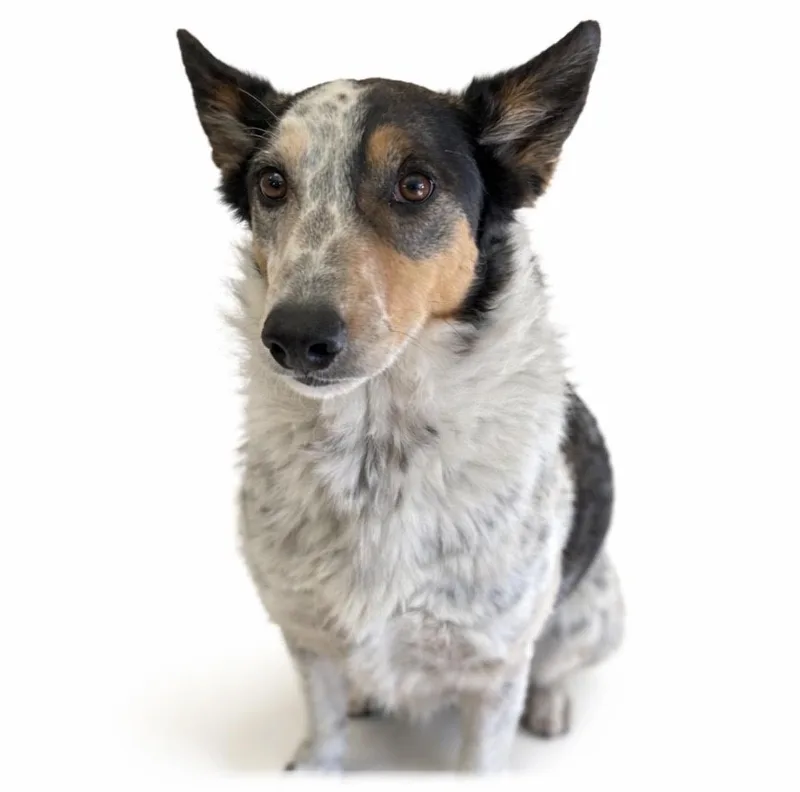 A senior medium-sized male Tricolor (Brown, Black, & White) Mixed Breed dog named Merle for adoption in Rock Springs, WY