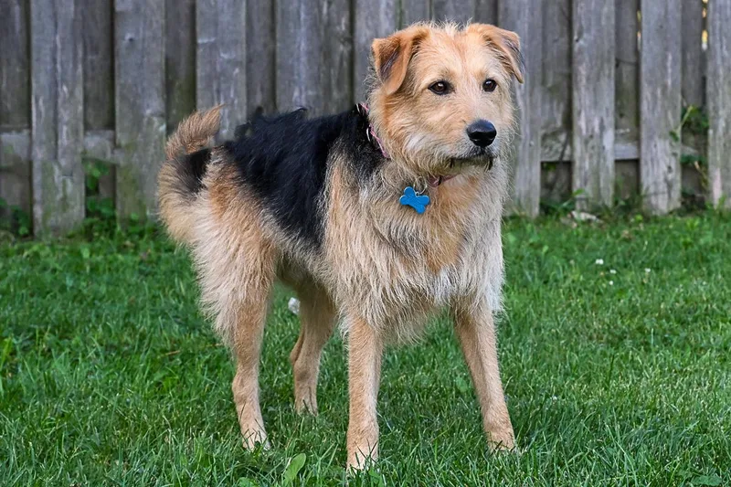 An adult medium-sized male Airedale Terrier dog named Banjo for adoption in Arlington Heights, IL