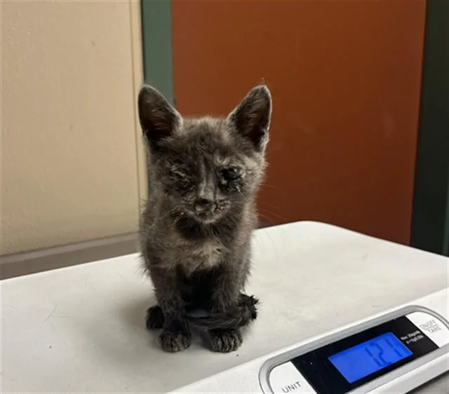 A baby small-sized female Domestic Short Hair cat named Unknown for adoption in Rancho Cucamonga, CA