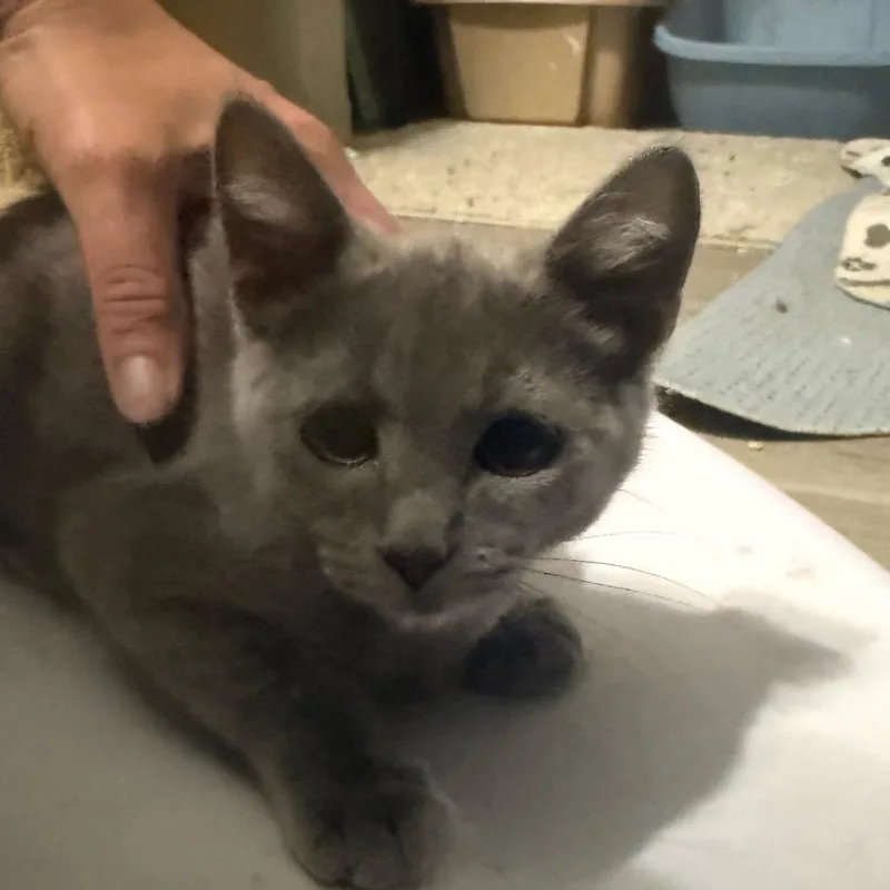 A baby small-sized female Gray / Blue / Silver Domestic Short Hair cat named Kormos Carter for adoption in Eagle Mountain, UT