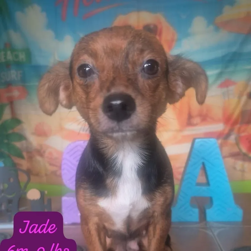 An adult small-sized female Black Mixed Breed dog named Jade for adoption in Englewood, FL
