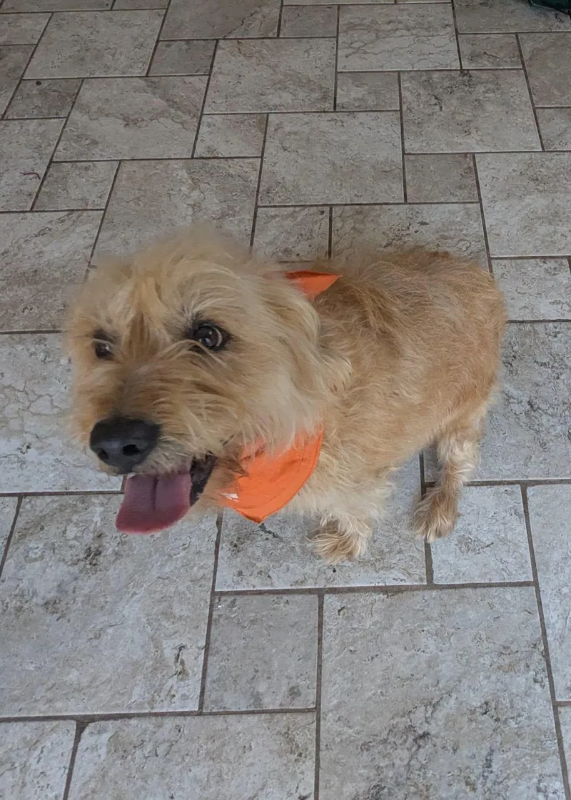 An adult medium-sized female Golden Cairn Terrier dog named Summer for adoption in Oakland, CA