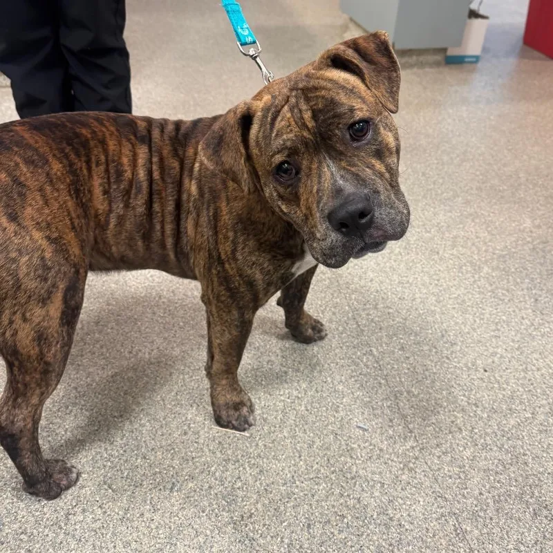 An adult medium-sized male Mixed Breed dog named Samson for adoption in Jacksonville, FL