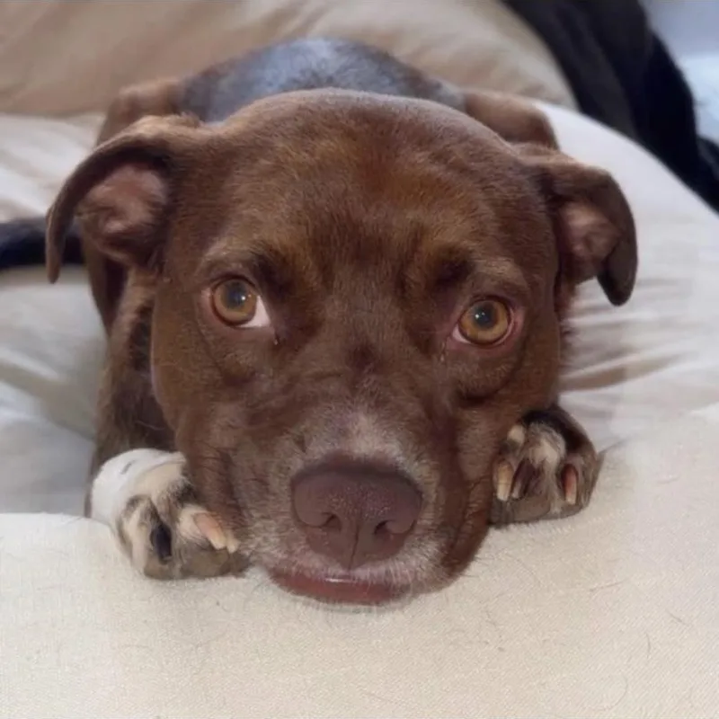 A young medium-sized female American Staffordshire Terrier dog named Chili for adoption in Philadelphia, PA
