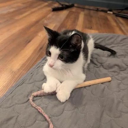 A baby small-sized male White Domestic Short Hair cat named Bigelow for adoption in Gibsonia, PA