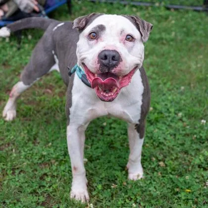 An adult large-sized male Mixed Breed dog named Yoda for adoption in Chamblee, GA
