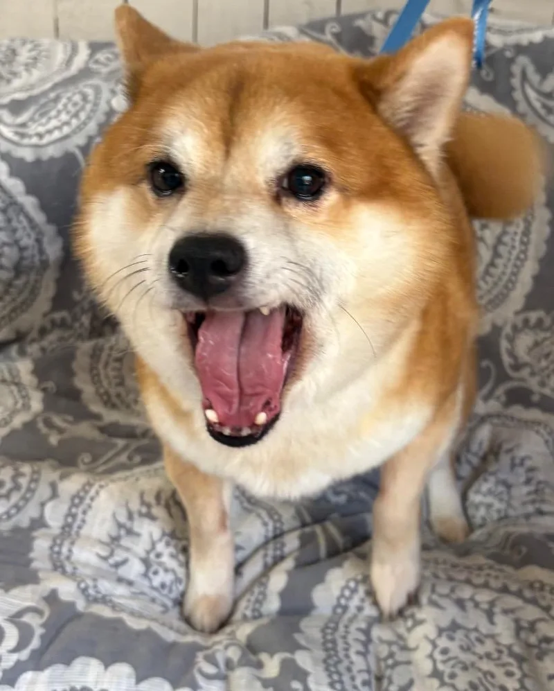 Kuma