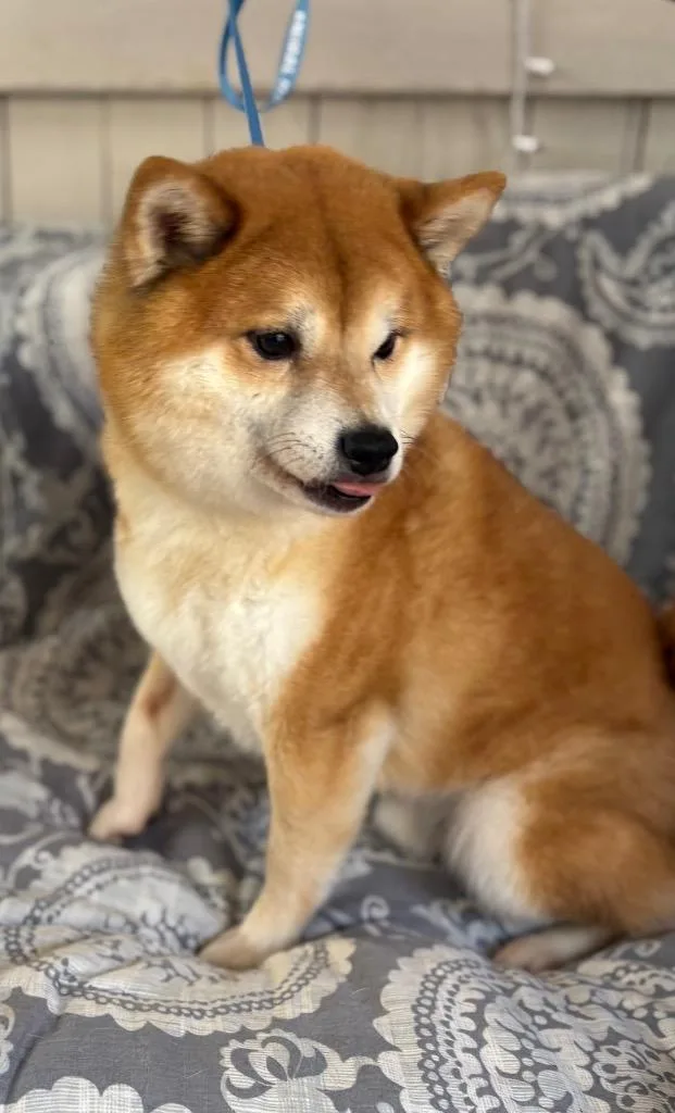 Kuma thumbnail 2