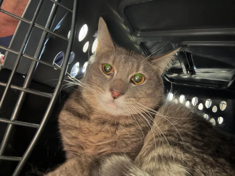 An adult medium-sized male Gray / Blue / Silver Tabby cat named Theo for adoption in Belton, MO