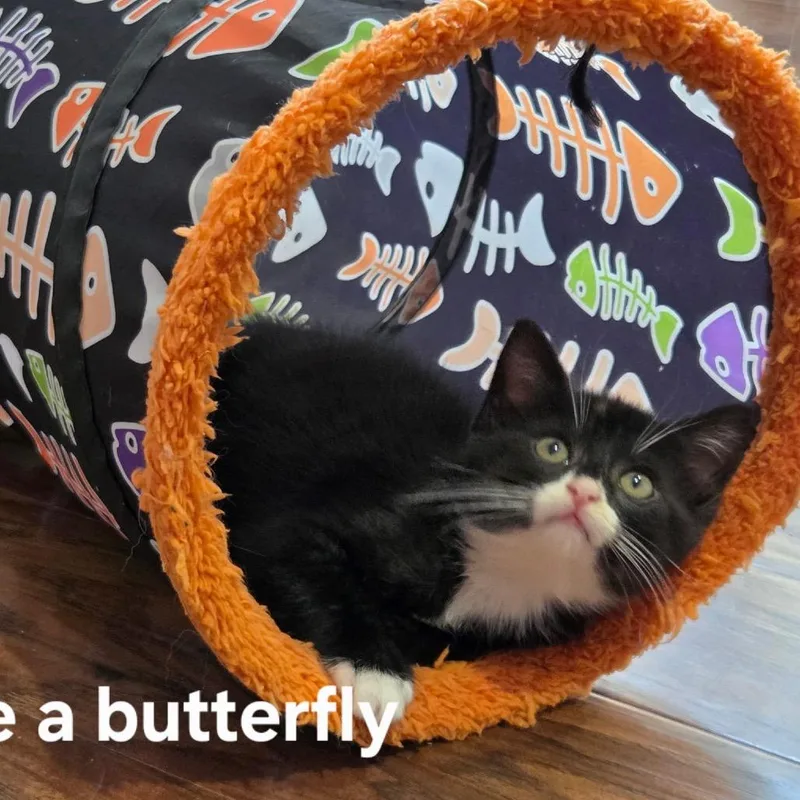 A baby small-sized female Black Domestic Short Hair cat named Like a Butterfly for adoption in Fredericksburg, VA