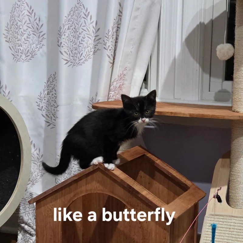 Like a Butterfly thumbnail 2