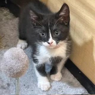 A baby small-sized male Black Domestic Short Hair cat named Frankie for adoption in San Gabriel, CA