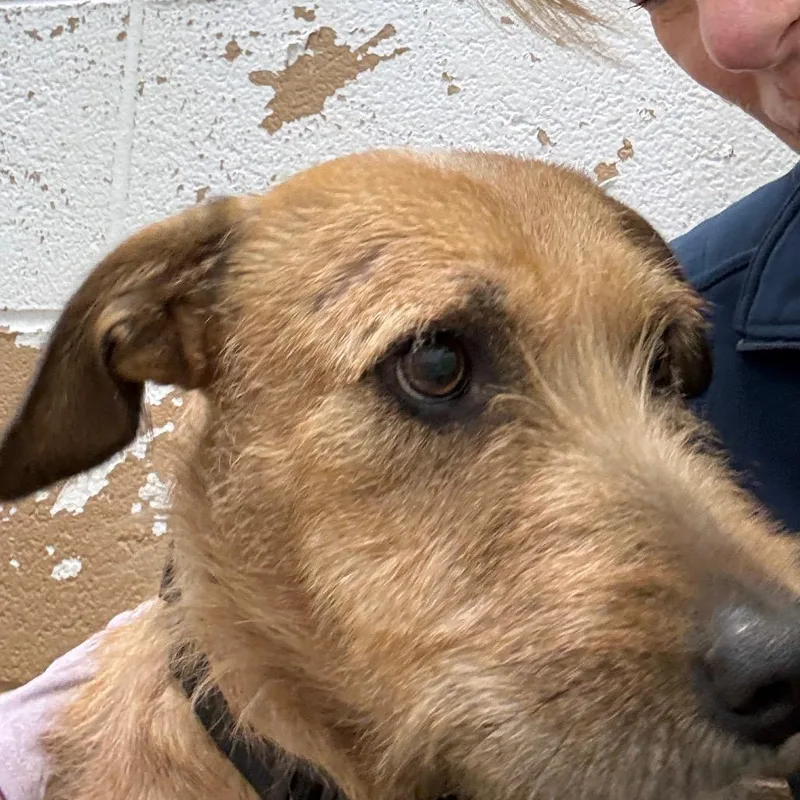 An adult small-sized female Brown / Chocolate Wirehaired Terrier dog named Sylvie for adoption in Newport, TN