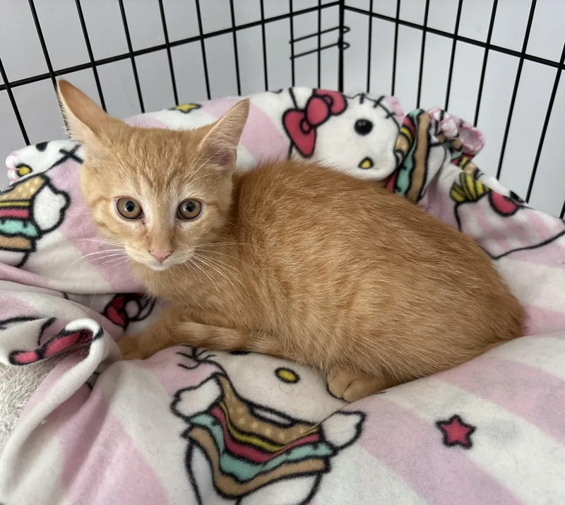 A baby small-sized male Tabby (Orange / Red) Domestic Medium Hair cat named Jalapeno for adoption in Seaford, NY