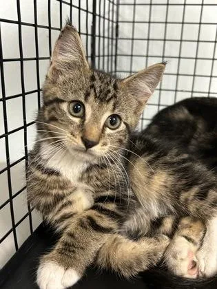 A baby small-sized male Domestic Short Hair cat named Lynx for adoption in Largo, FL