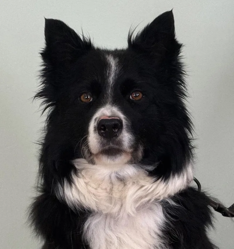 An adult medium-sized female Black Border Collie dog named Tilly for adoption in Amery, WI