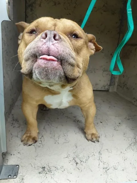 An adult medium-sized male Mixed Breed dog named Nugget for adoption in Saint Cloud, FL