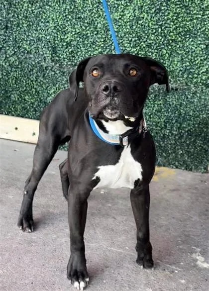 An adult medium-sized male Black Pit Bull Terrier dog named Lucky for adoption in El Paso, TX