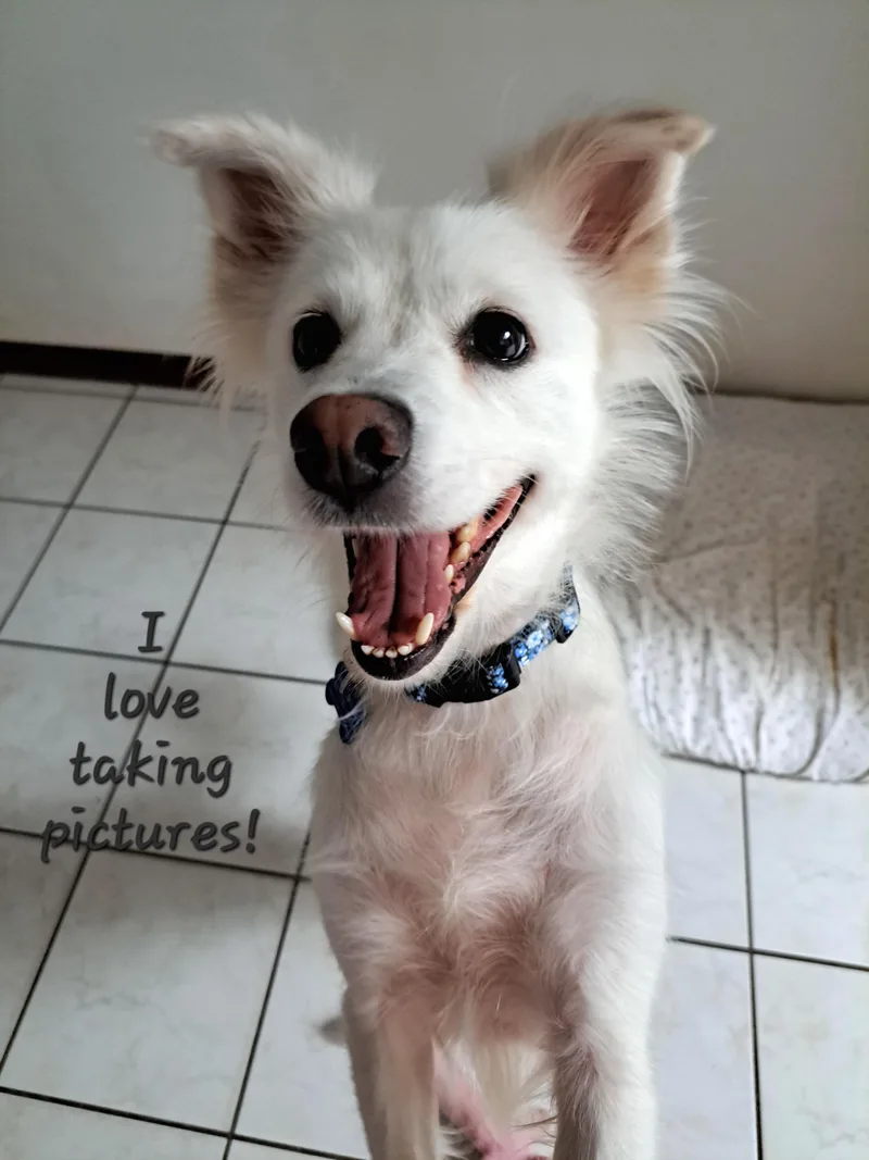 An adult small-sized female White / Cream American Eskimo Dog dog named Luna for adoption in Maitland, FL