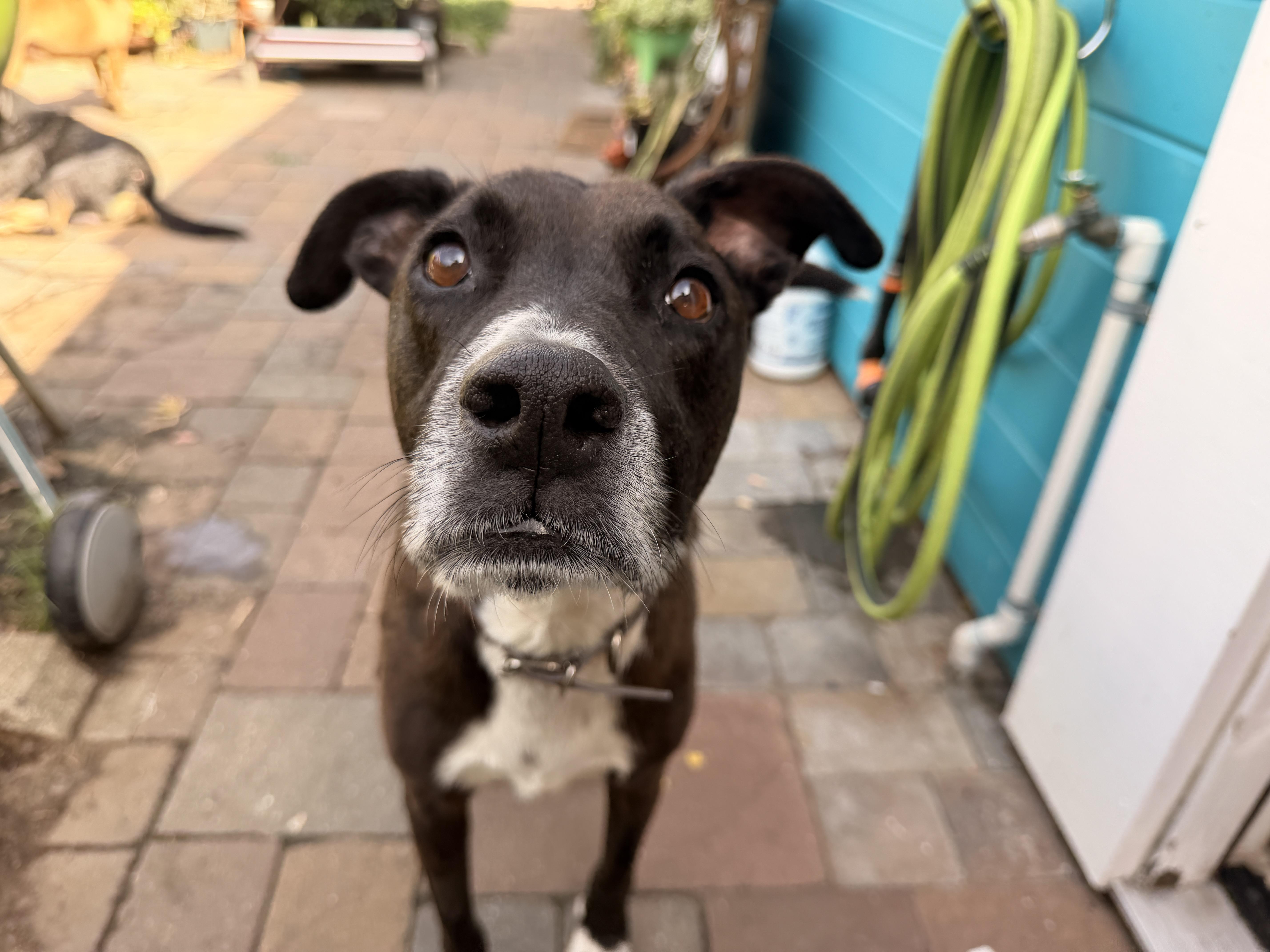 An adult medium-sized female Black Great Dane dog named Fern for adoption in Santa Rosa, CA