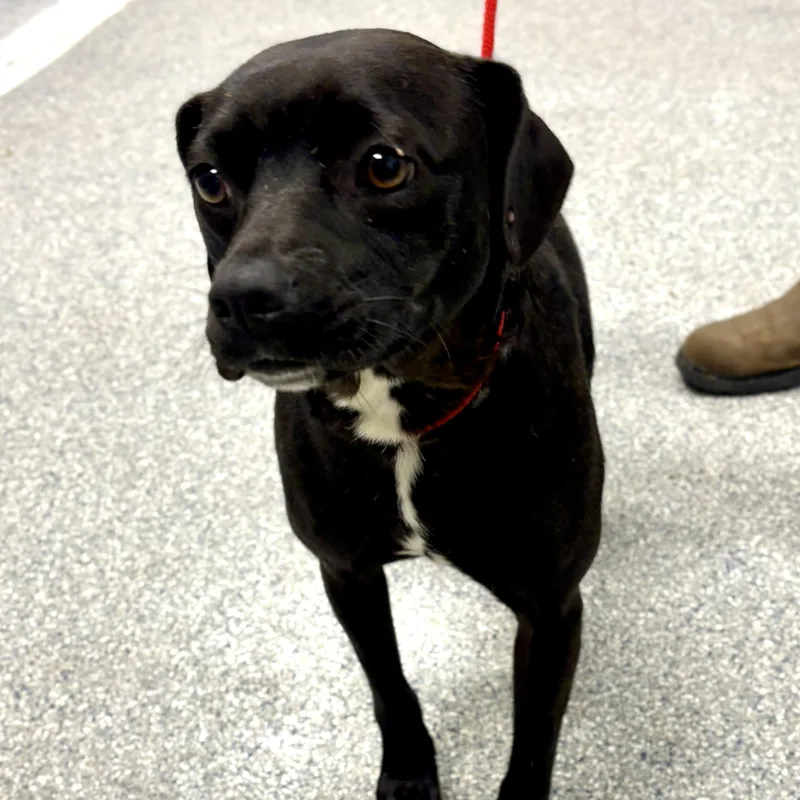 An adult medium-sized female Black Mixed Breed dog named Tilly for adoption in Sylva, NC