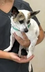 An adult small-sized female Chihuahua dog named Maggie for adoption in Dawson, GA