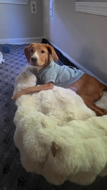 A young medium-sized female Red / Chestnut / Orange Mixed Breed dog named Linda for adoption in Fredericksburg, VA