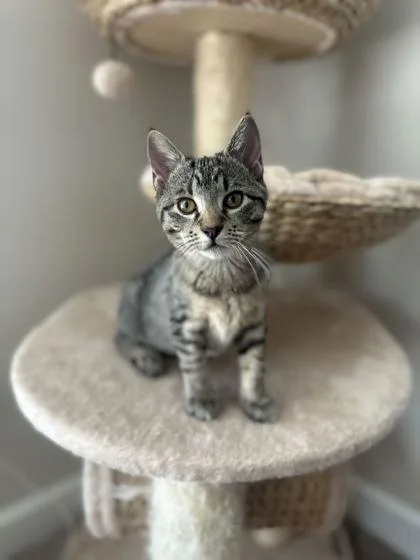 A young small-sized female Domestic Short Hair cat named Blaire for adoption in Aiken, SC