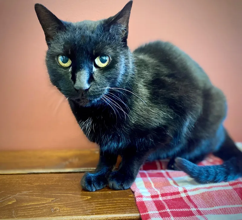 A senior medium-sized female Black Domestic Short Hair cat named Agatha for adoption in BOONE, NC
