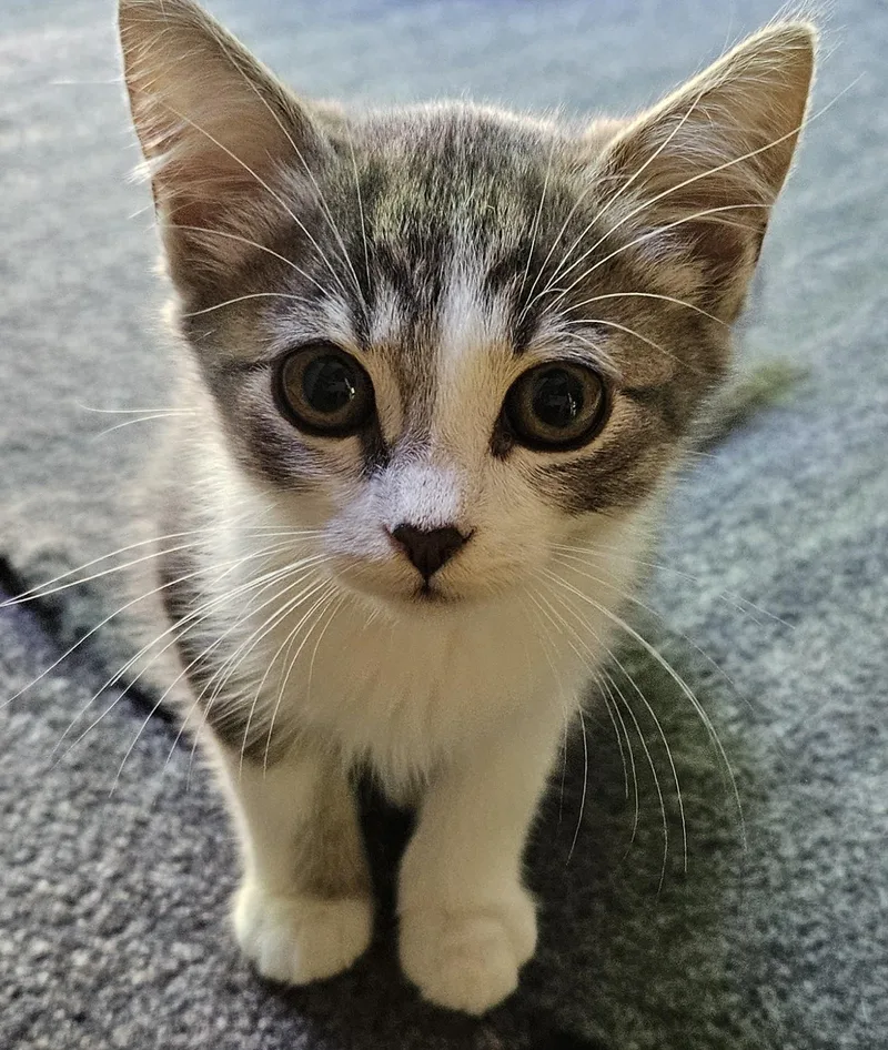 A young medium-sized male Tabby (Gray / Blue / Silver) Domestic Short Hair cat named Dusty for adoption in Washburn, WI