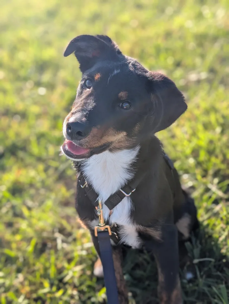 A baby medium-sized male Tricolor (Brown, Black, & White) Border Collie dog named Beau for adoption in Alexandria, VA