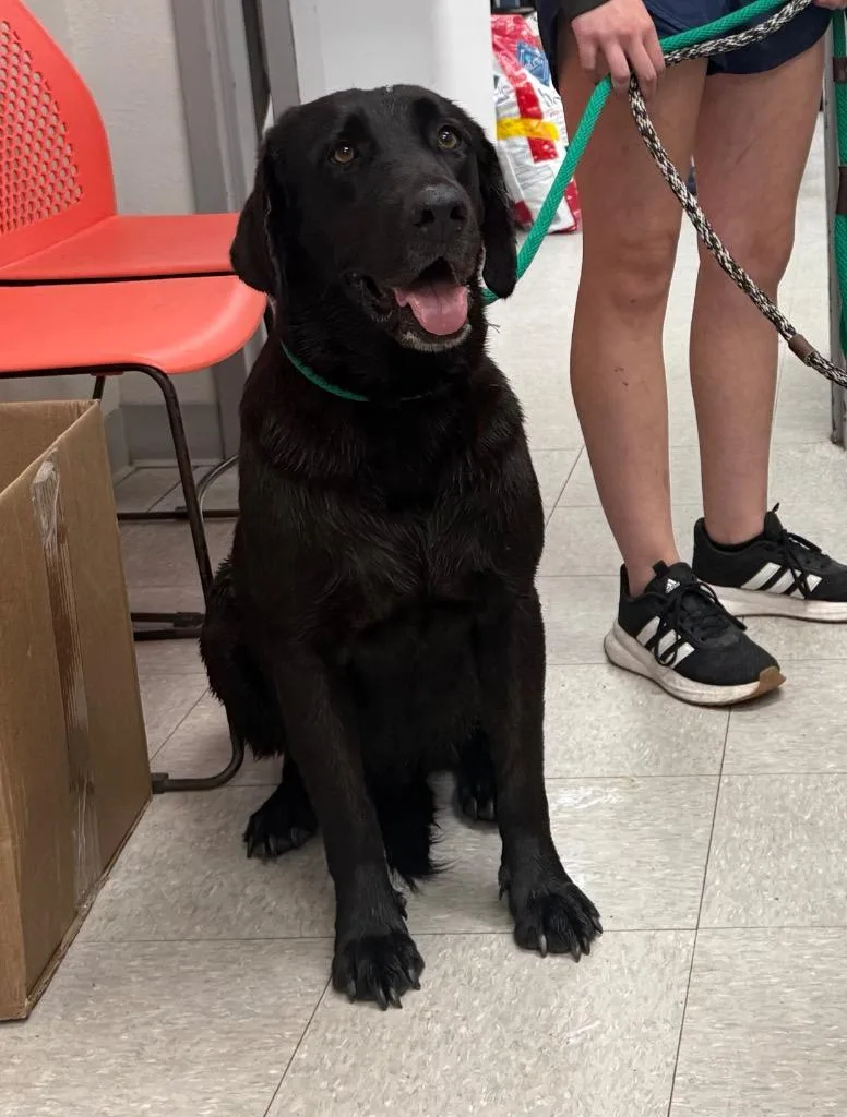 An adult medium-sized male Labrador Retriever dog named D for adoption in Sorrento, LA