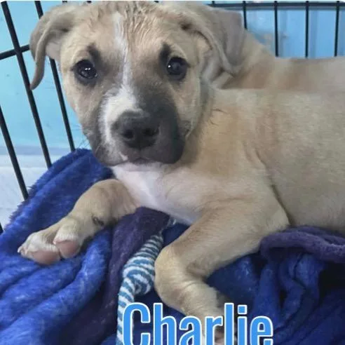 A baby small-sized male Pit Bull Terrier dog named Charlie for adoption in Parker, CO