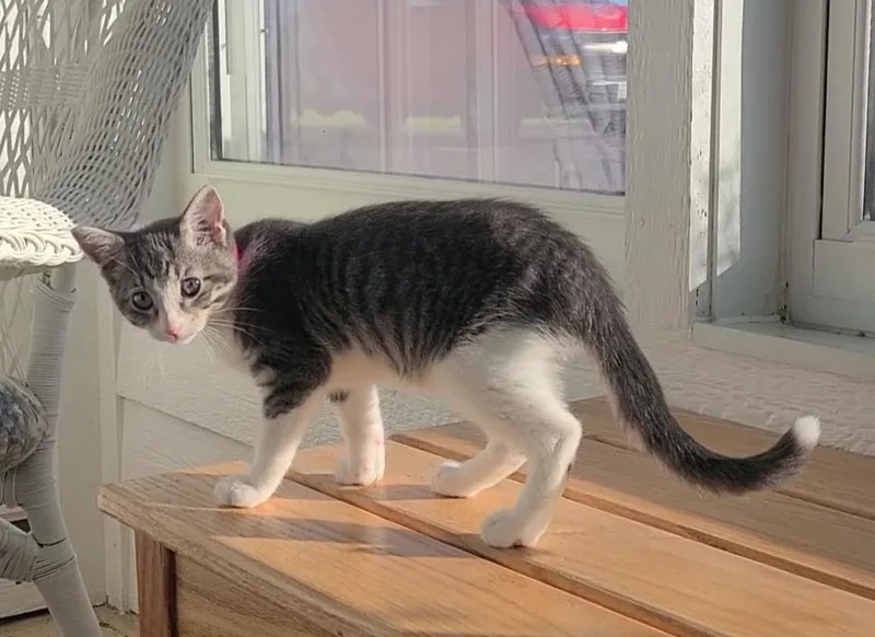 A young small-sized female Gray & White Domestic Short Hair cat named Tiger Lily for adoption in Elizabeth, IL