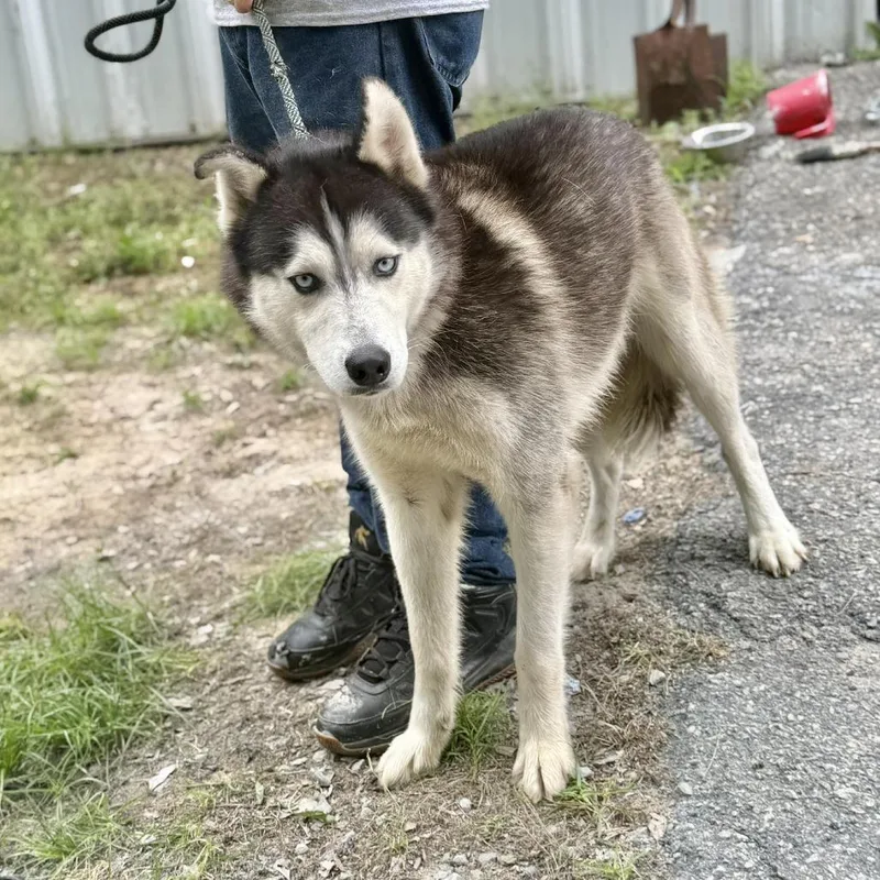 An adult medium-sized male Black Husky dog named Pawvarotti for adoption in Washington, DC